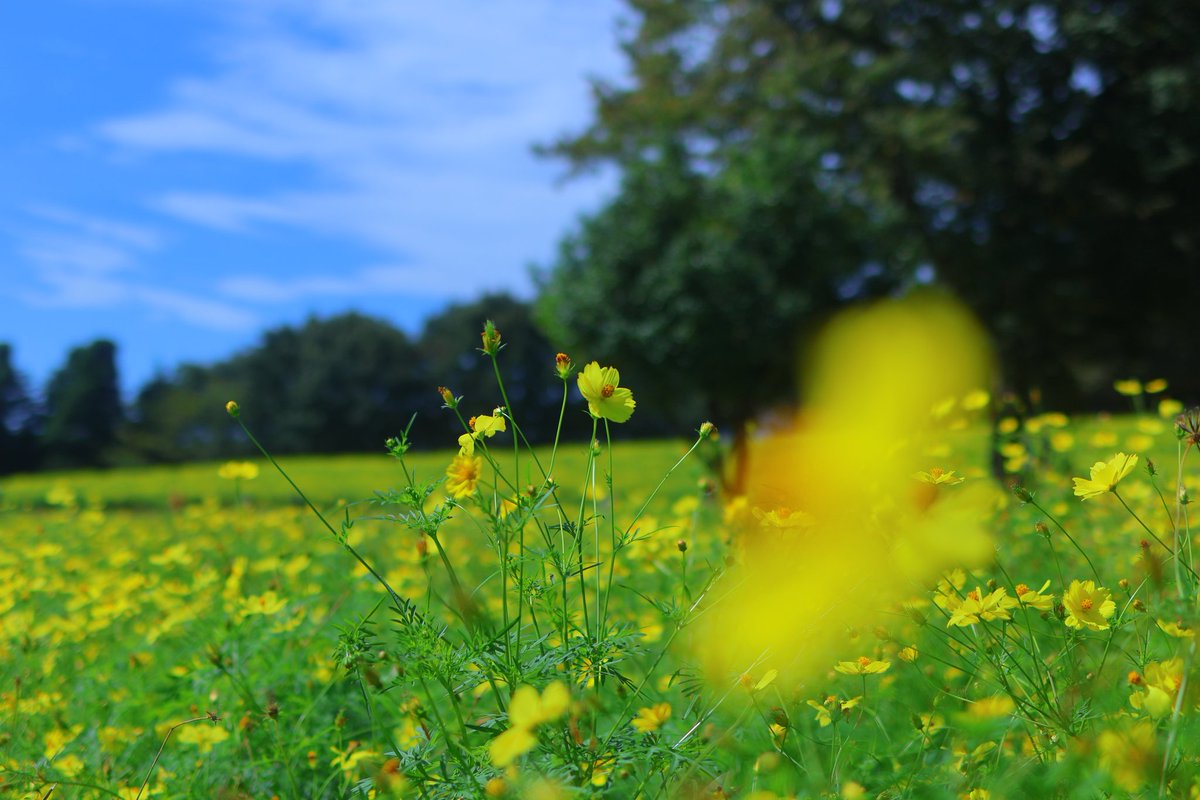 Green164Nabe's tweet photo. 近所の公園お散歩〜
#昭和記念公園
#コスモス
#ひまわり
#eosr10
#rf35 https://t.co/1zxncINKtu