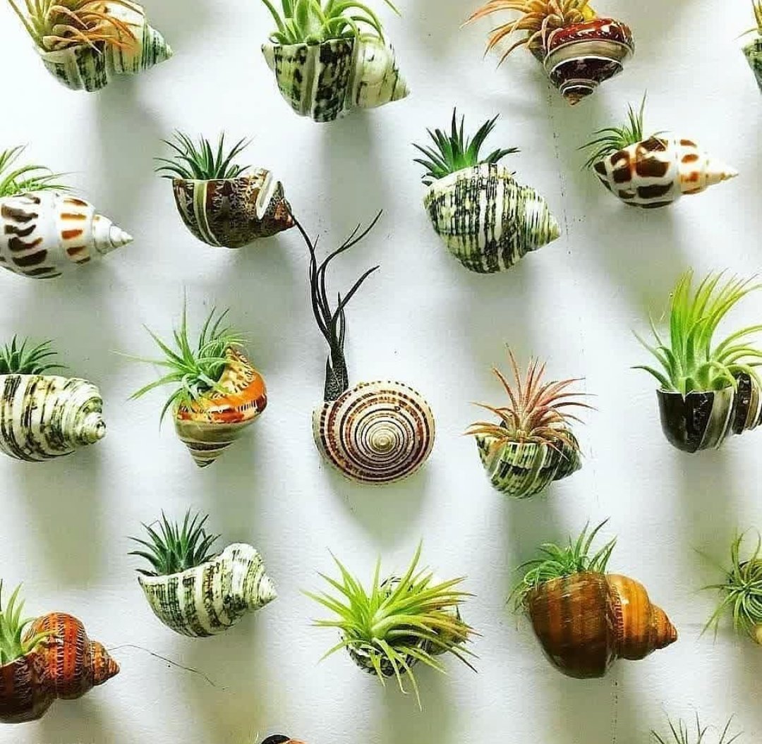 Tiny plants in tiny shells 🌿