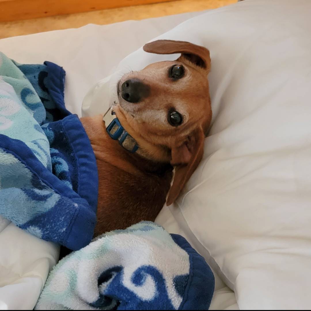 AprilMonterosa's tweet photo. Happy 11th birthday to my boy! He's been through so much with me. From almost losing everything, rebuilding my life, media interviews, and morning cuddles. He's my little ride or die. #Razoo https://t.co/SUaiusre5Z