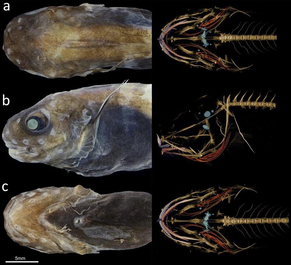 Independent radiation of snailfishes into the hadal zone
link.springer.com/article/10.100…
