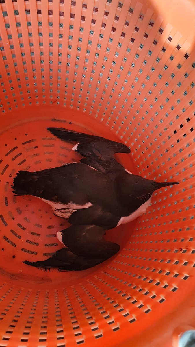 Onze vrijwilligers staan 24/7 klaar voor mens en dier in problemen! Afgelopen Februari deze vogel besmeurd gevonden op strand en overgedragen aan dierenambulance. #dierendag <a href="/KNRM/">KNRM</a>