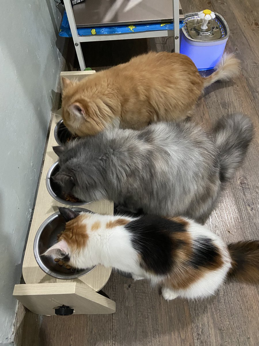 Akhirnya makan bareng bertiga lagi🥹💖💖