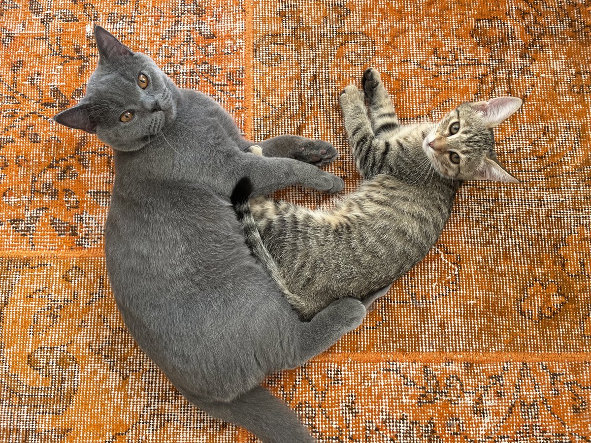 #4EkimHayvanlarıKorumaGunu evden çıkarken uğurlayan, eve geldiğinizde ağırlayan, yaş mama için inleyen, oyun oynamak için miyavlayan ve odaya almanız için ağlayan ve hiç büyümeyecek olan çocuklarım🤎 kutlu olsun.