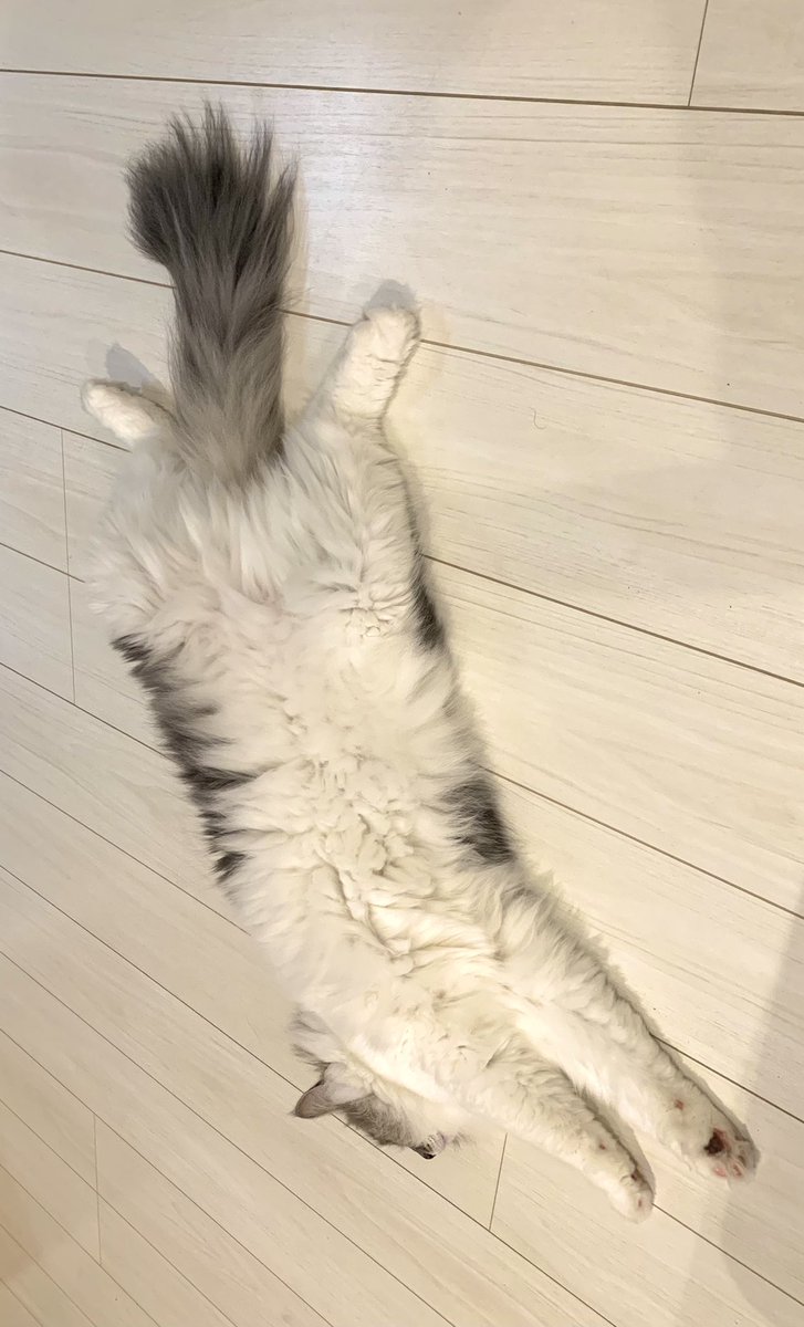 gomataro14's tweet photo. うちにヤモリが…！
ちょうど 股を開いたねこがシンクロしてた😂

 #全米が泣いた股を開いたねこ選手権 https://t.co/ZvvPtqAmsi