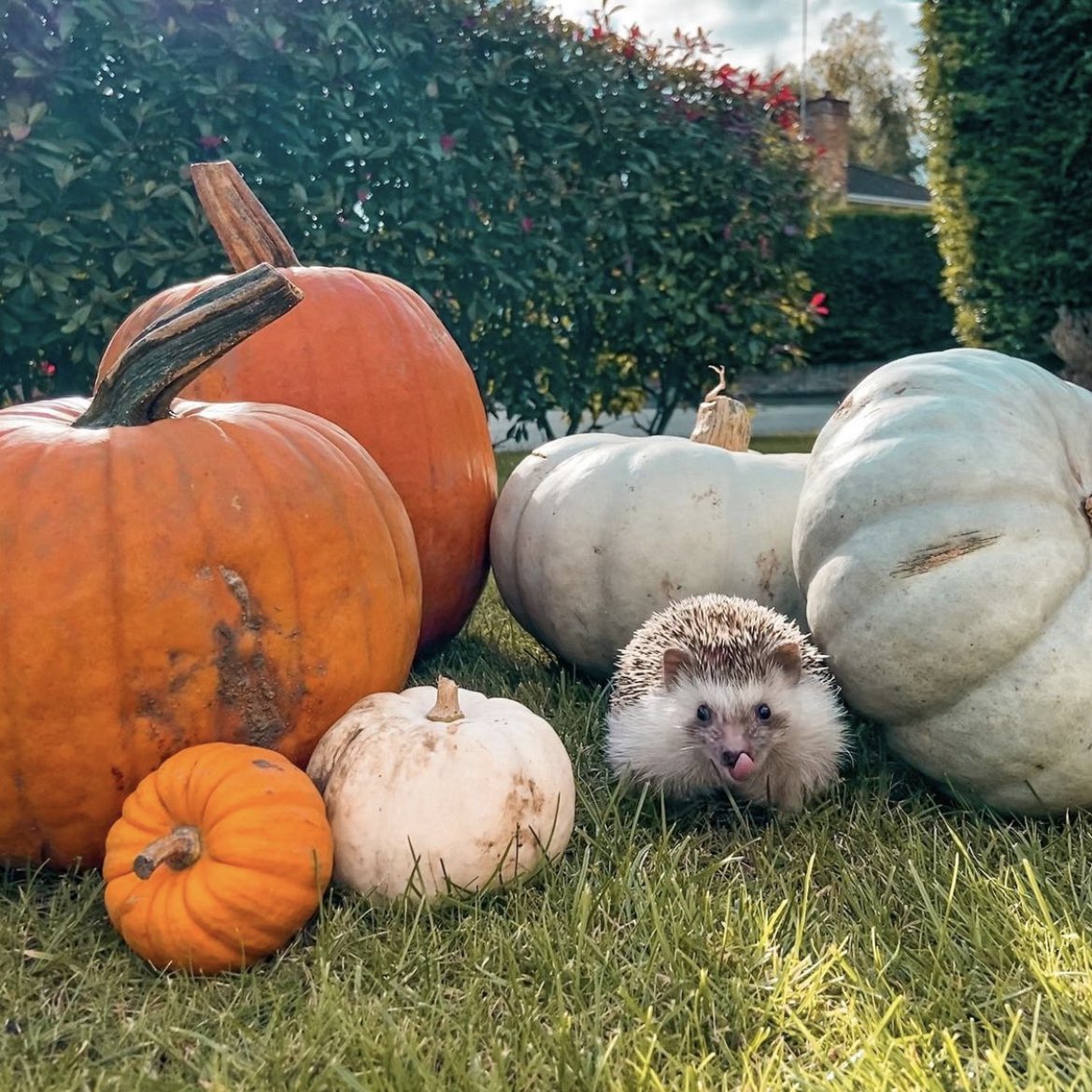 daily__hedgehog's tweet photo. Tuesday 4th October, 2022 https://t.co/RFKEc1bvr6