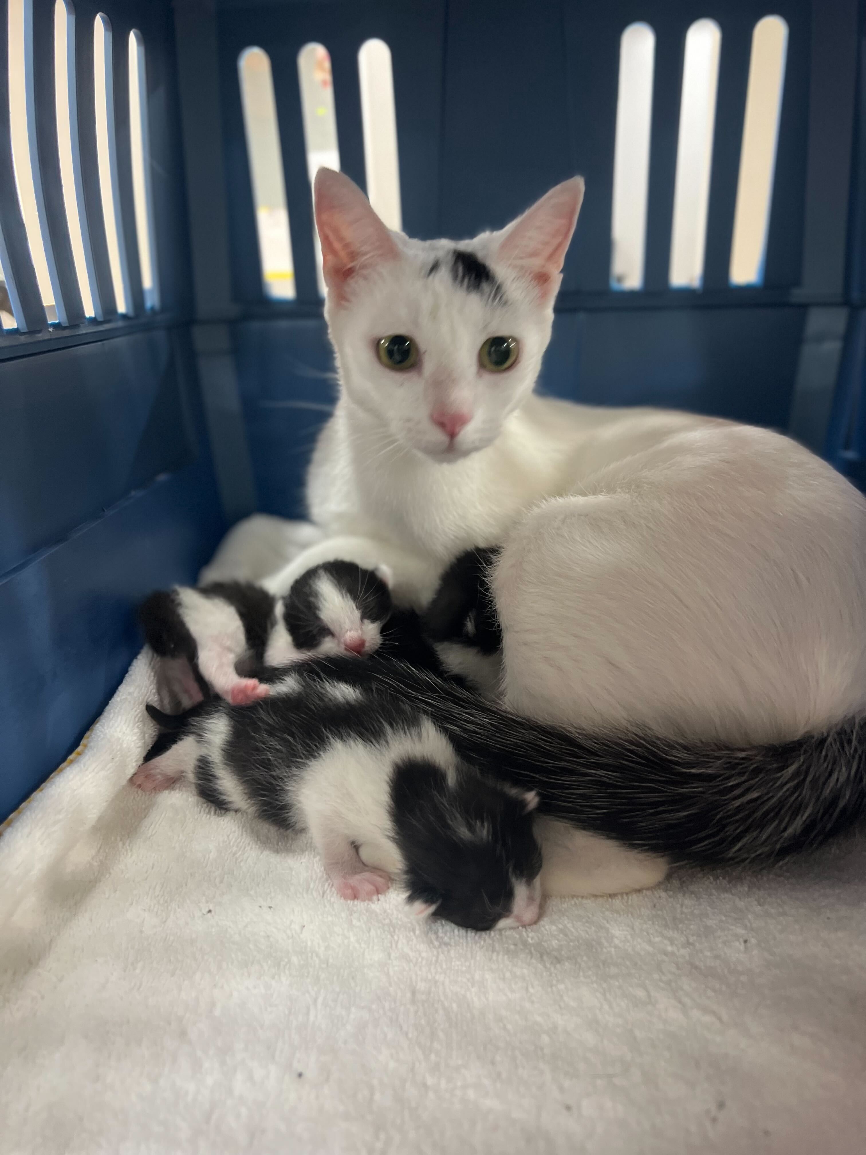 stand for animals charlotte north carolina