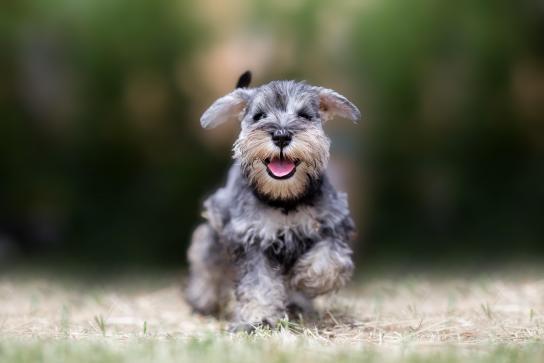 MundoSchnauzer's tweet photo. Dicen en @LaVanguardia que los espasmos musculares son enfermedades genéticas muy comunes en los schnauzer. ¿Estás de acuerdo?
https://t.co/phUt8LGczF https://t.co/QM46HckGNt