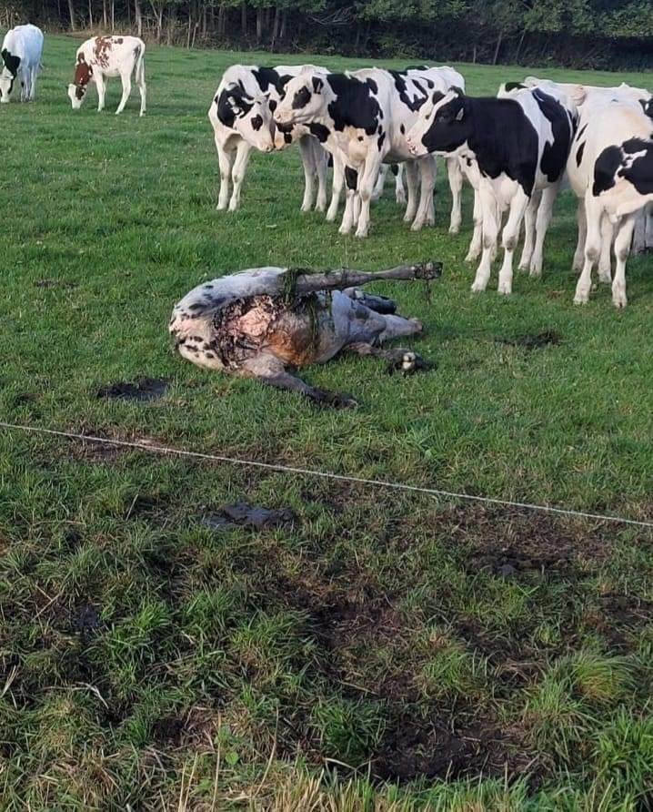 Hoeveel koeien, schapen, paarden en ponys moeten er nog slachtoffer worden van de sterk groeiende wolven populatie in ons land ?  Wegkijken kan echt niet meer dit moet op de politieke agenda en beheers mogelijkheden moeten bespreekbaar worden.