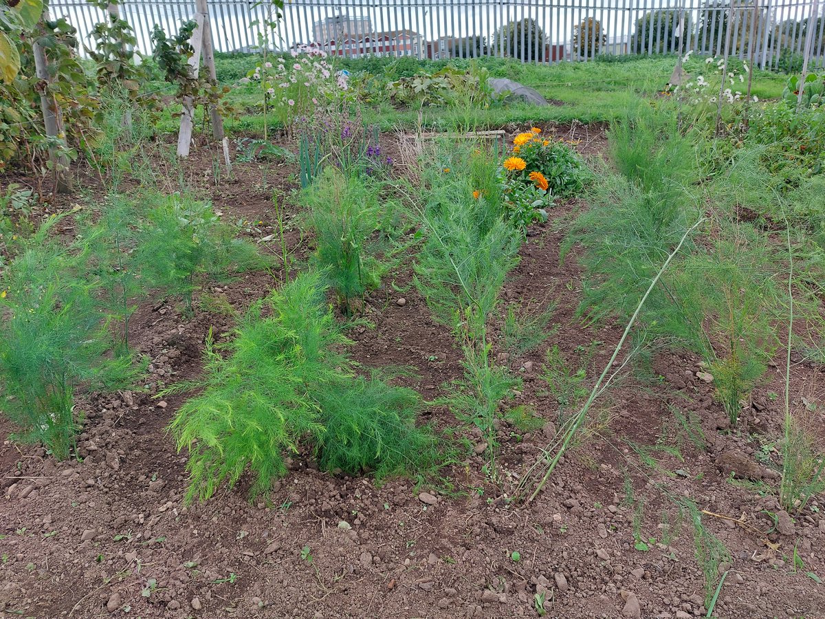 APlot35's tweet photo. I was thinking of giving up my plot, just not been feeling it recently but walked around and realise how much I have done in 2 years.Going to focus on more perennial fruit&amp; veg&amp; cut flowers.Asparagus finally taking off, year 2 since grown from seed.Hoping to harvest next year 🤞 https://t.co/4yxtb7A8x7
