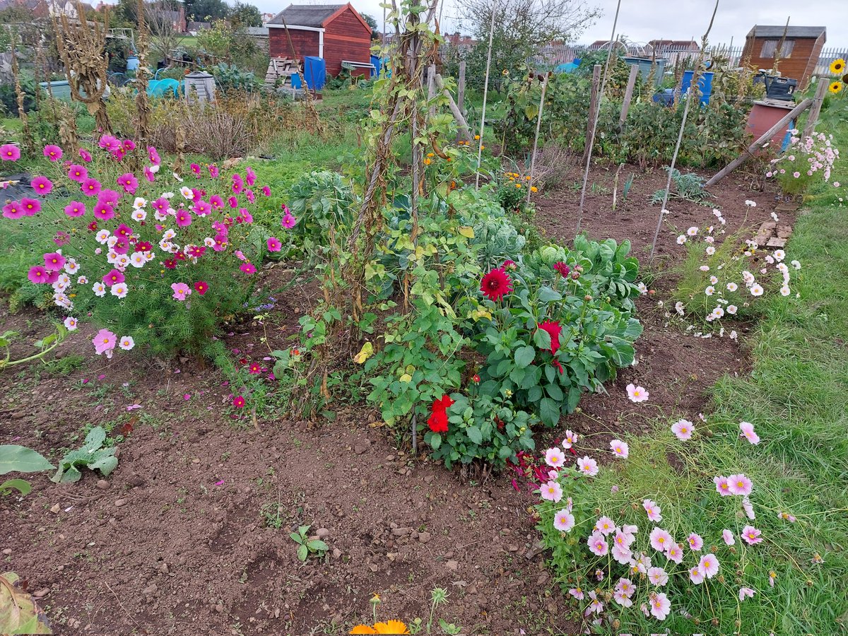 APlot35's tweet photo. I was thinking of giving up my plot, just not been feeling it recently but walked around and realise how much I have done in 2 years.Going to focus on more perennial fruit&amp; veg&amp; cut flowers.Asparagus finally taking off, year 2 since grown from seed.Hoping to harvest next year 🤞 https://t.co/4yxtb7A8x7