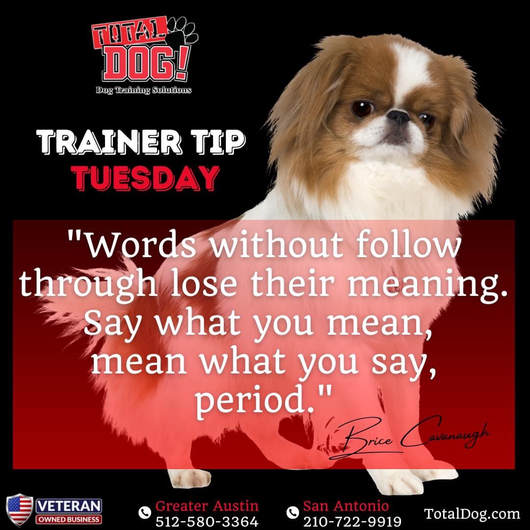 Total_Dog's tweet photo. Take your commitment seriously and follow through. Delivering a clear message every time will greatly aid your pet's training.

Stay tuned for more useful training tips from our Founder Brice Cavanaugh.

☎️(888)SIT-STAY
📧info@totaldog.com 
🌎https://t.co/WgGpSfEtD5 https://t.co/pEVxsi2C9S