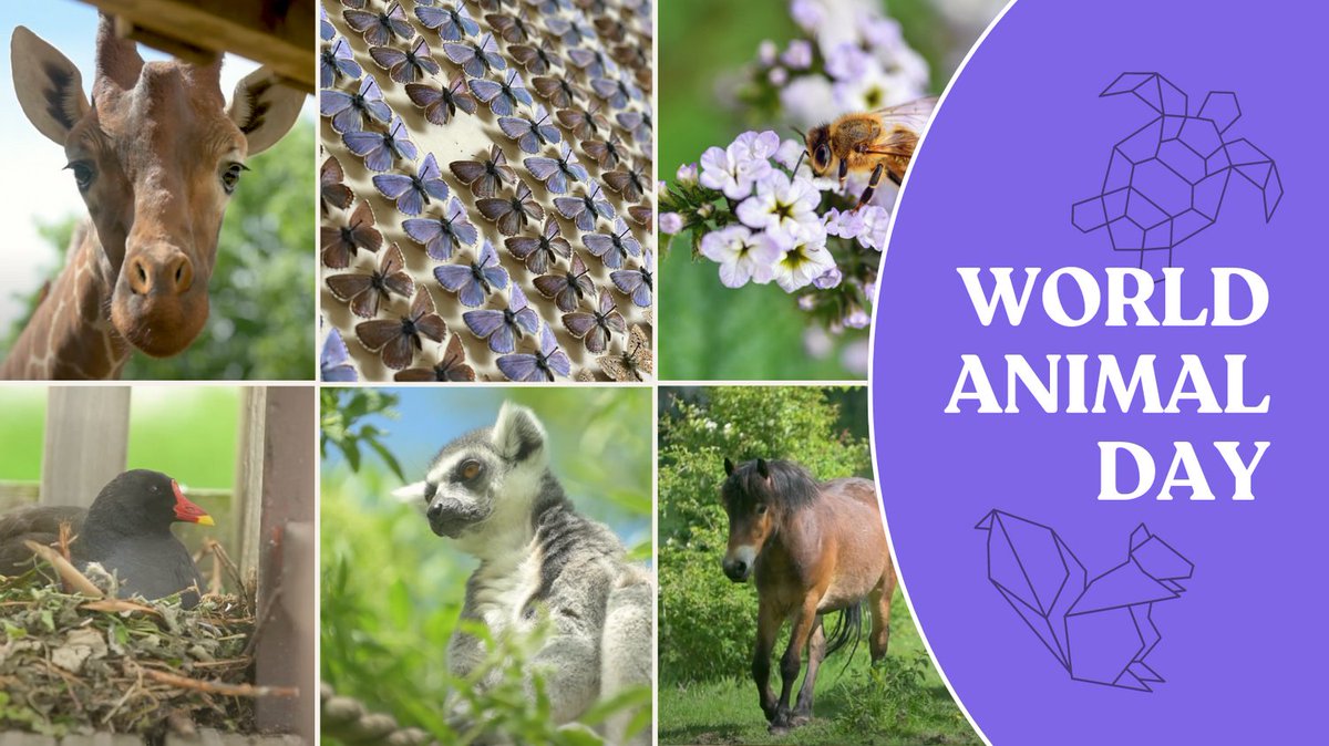 Today is #worldanimalday Today on #worldanimalday we take a look back at @FestofNature organised by the Natural History Consortium which helps people connect with the natural world. #charity #animal #animals #wildlife #nature