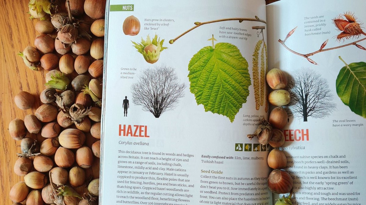 MoorTrees's tweet photo. Are you interested in learning how to grow trees from seed?
We've launched #TheTreeGrowersGuide which goes into the correct time of year to collect tree seed for each species, how to stratify and germinate seeds, and how to set up your own community tree nursery. https://t.co/83k8MC9yMg