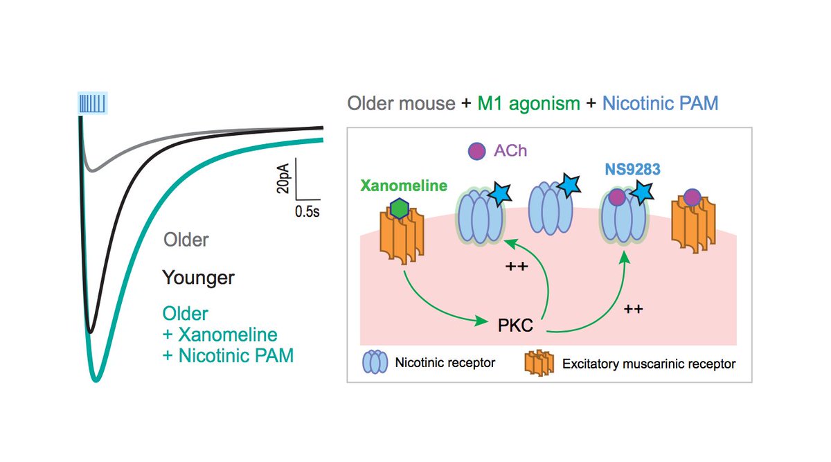 LambeLab's tweet photo. Xanomeline restores nicotinic receptors to cholinergic synapses in aged mice. First preprint and elegant work @saigepower @sridevi292 @physiologyuoft #acetylcholine #muscarinic #nicotinic #aging https://t.co/FbkosuBAuy https://t.co/G1TXPqCsIK