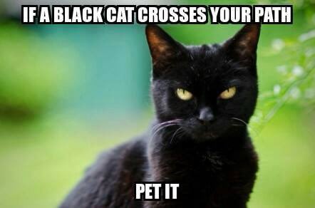 loudouncats's tweet photo. #BlackCatAwarenessMonth #CatsOfTwitter https://t.co/CAMi8b1MSb