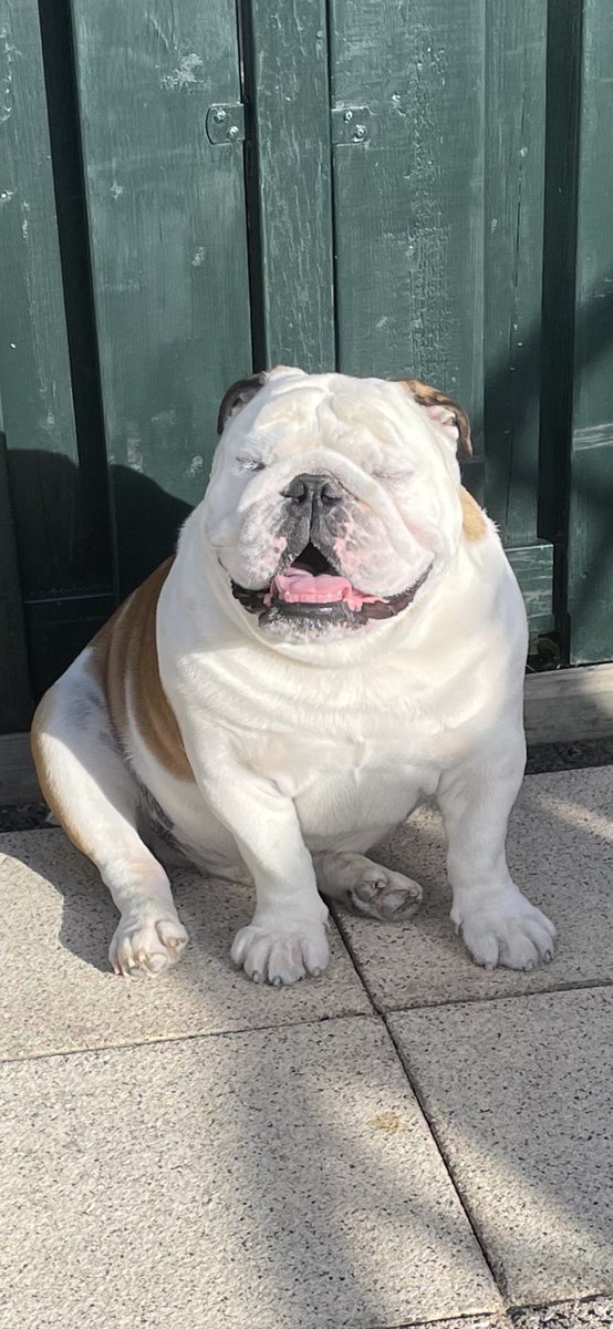 KingLok43786090's tweet photo. Happy Tuesday friends ☀️💚 #sunbathing #TongueOutTuesday #dogsoftwitter https://t.co/KNjcKVH6z9