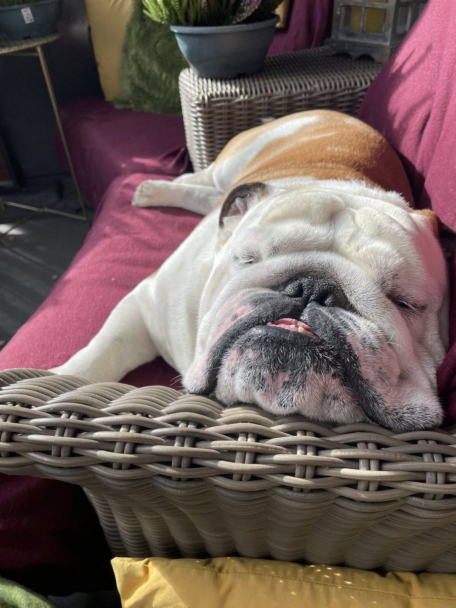 KingLok43786090's tweet photo. Happy Tuesday friends ☀️💚 #sunbathing #TongueOutTuesday #dogsoftwitter https://t.co/KNjcKVH6z9