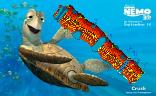 Is rigid structure not for you? *cough cough <a href="/cellwall/">Ava Kelley</a>* Would you rather go with the flow? So would we, and that's why the cell membrane has a fluid mosaic model, so your cells can change shape and phospholipids can keep moving. #EukaryaElection2022