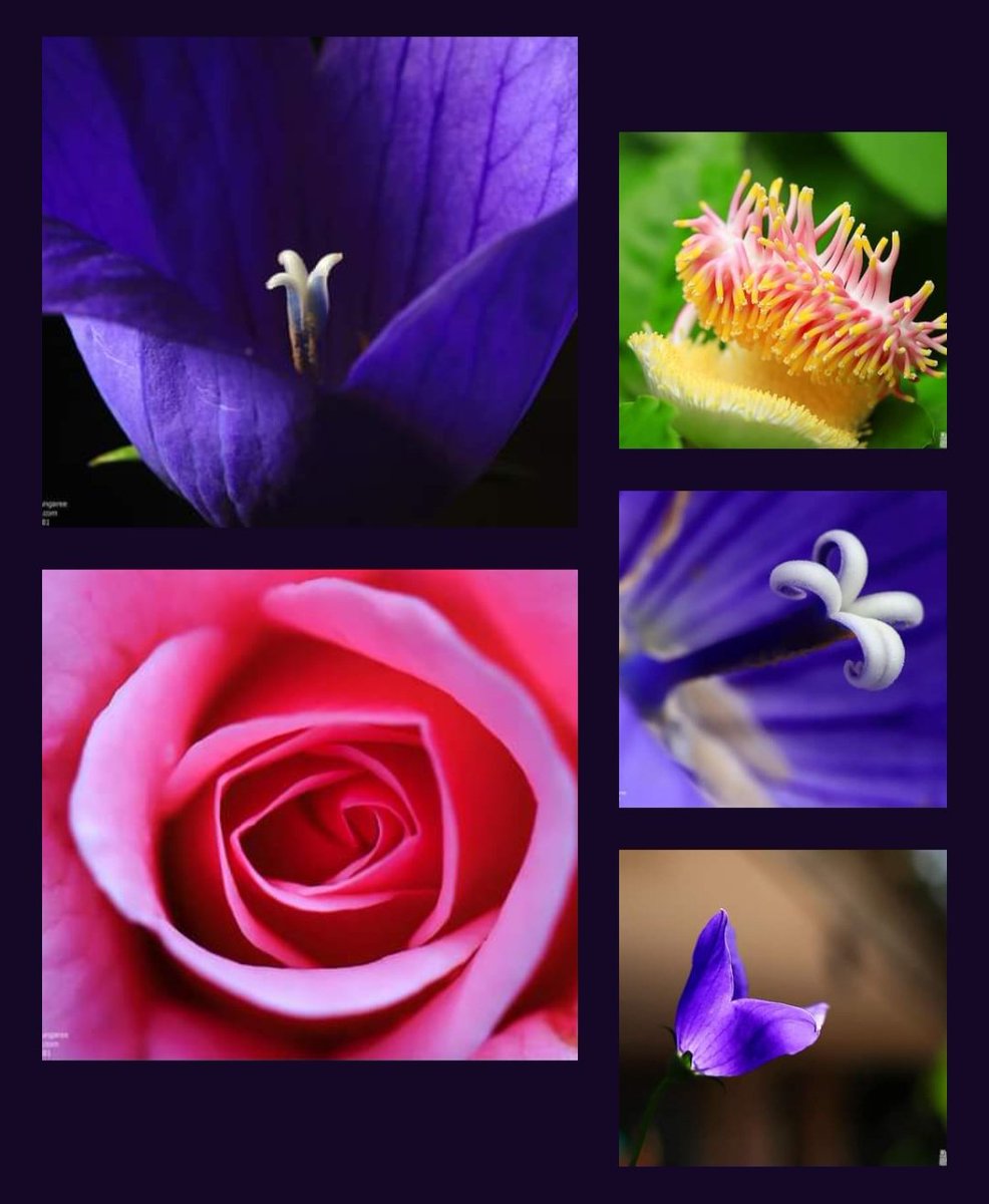 somluckrungaree's tweet photo. ถ่ายมาโคร ดอกไม้&amp;เกสร สีอิ่มสดใสด้วยแสงธรรมชาติและแสงFlash
#photography 
#flower 
#balloonflower
#macor
#photographer https://t.co/qHbWYVeACc