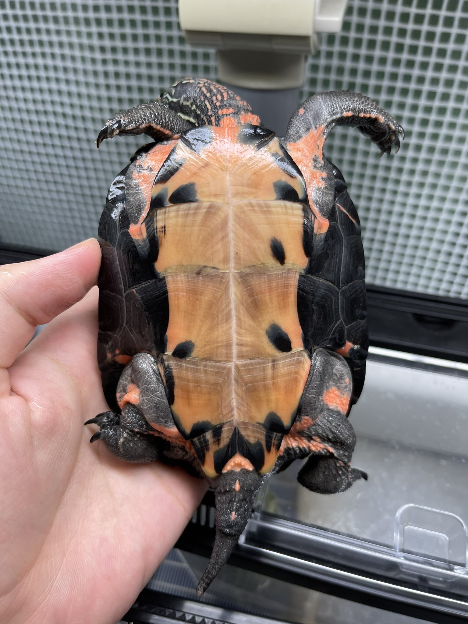 カントンクサガメ Twitter Search Twitter