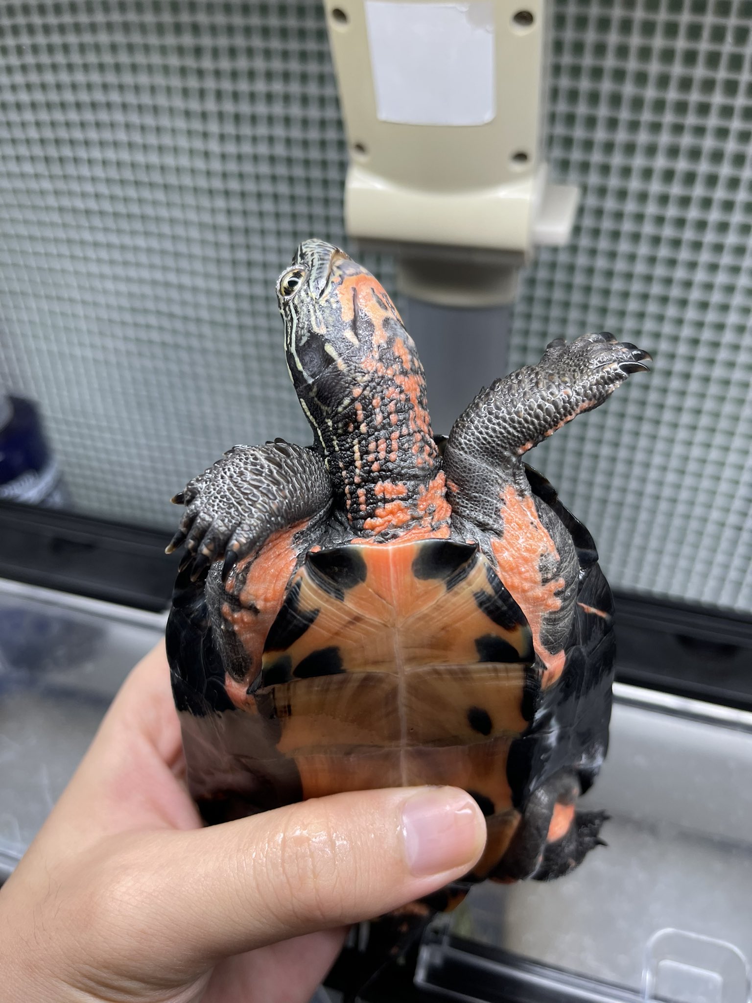 カントンクサガメ Twitter Search Twitter