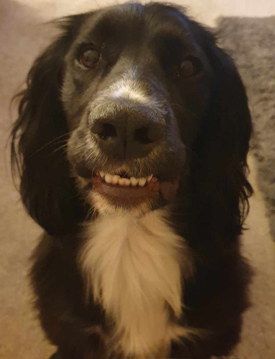 nicklia's tweet photo. @AldiUK Barney says hello....! https://t.co/LceFsYTWDX