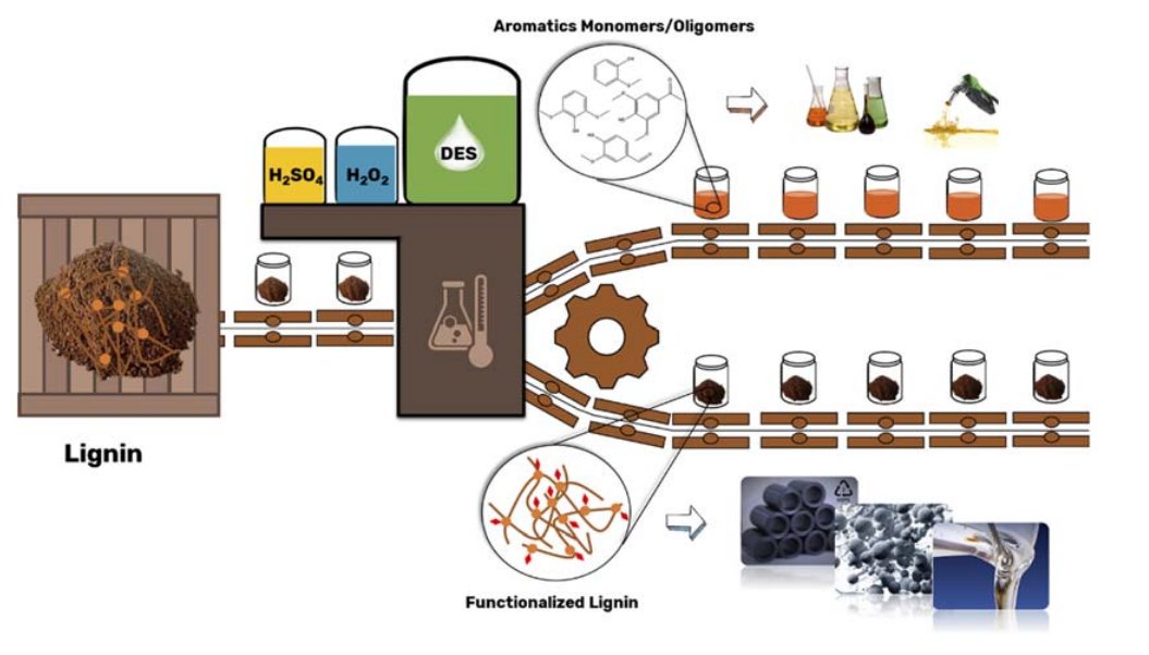 Check our most recent manuscript.

Conversion of Organosolv and Kraft lignins into value-added compounds assisted by an acidic deep eutectic solvent

pubs.rsc.org/en/content/art…