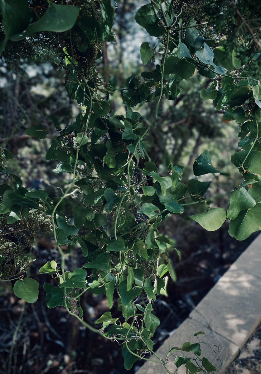 Lizard (@sowhatdoyousee) / Posts / X