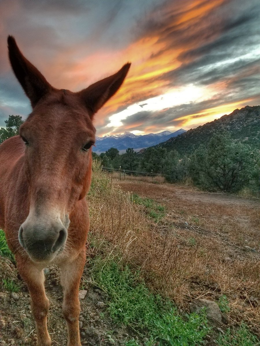 Say hi to Chico!! Newset addition to the herd!