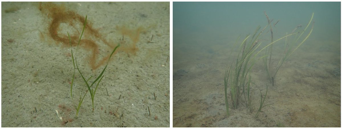 CronauRens's tweet photo. I am very excited to share my first paper on #Seagrass #Restoration in Lake Grevelingen: Seed‐ versus transplant‐based Eelgrass restoration. With thanks to all co-authors. Hopefully, more will follow soon! https://t.co/Fb7SrZZ2EH https://t.co/DZ8Rc8QPTg