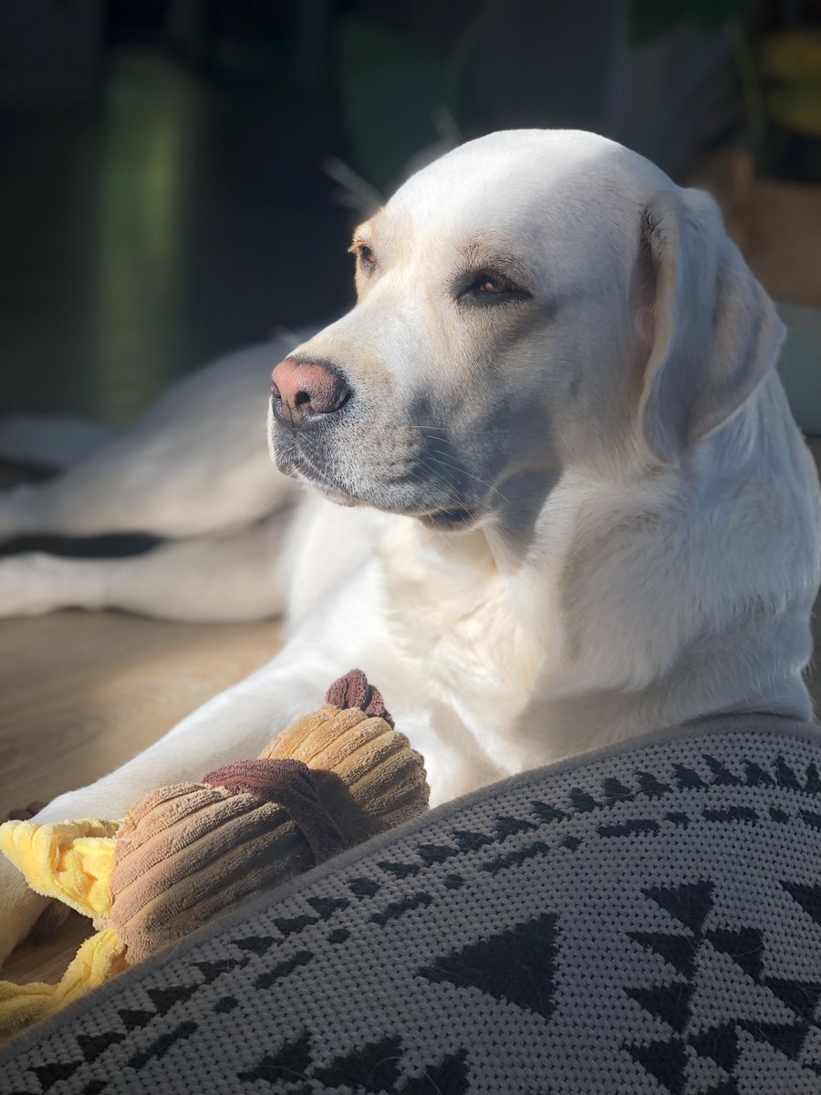 MarjoleindRaad's tweet photo. “The best therapist has fur and four legs” https://t.co/qMuFOZMU6p