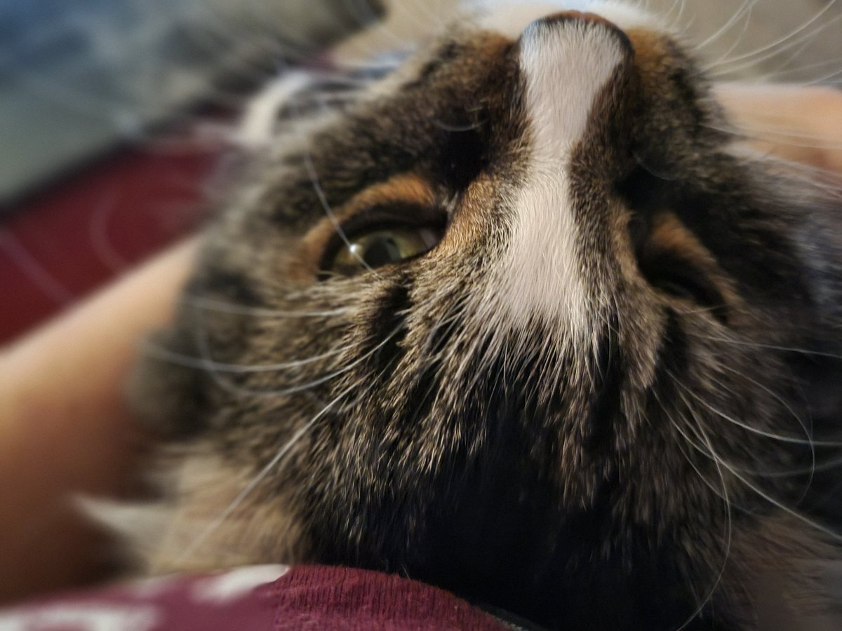 EGOTKittens tweet media