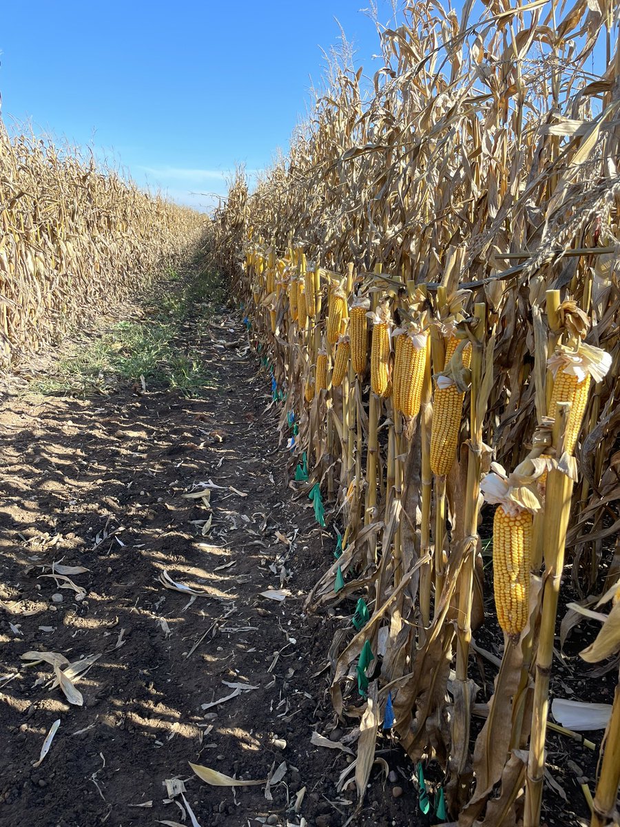 La journée technique <a href="/PrecisionPlant/">Precision Planting</a> c’est demain à Logelheim à 14:00