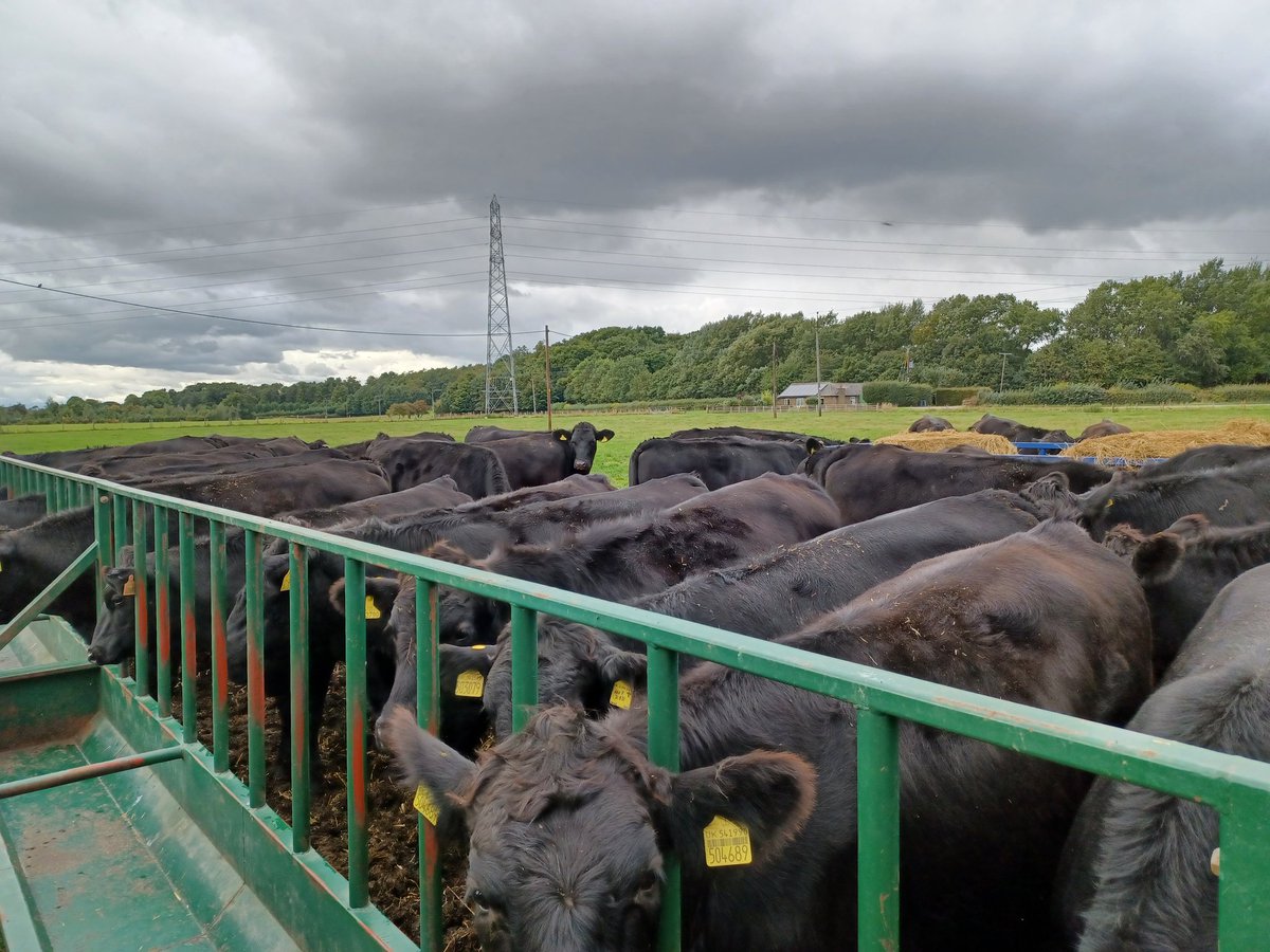 Out and about last week getting to meet some <a href="/GamechangerBeef/">GamechangerFarming</a> rearers and finishers. Consistency was really shining through these cattle 🤩 @BladeFarming <a href="/GenusABS/">Genus ABS</a>