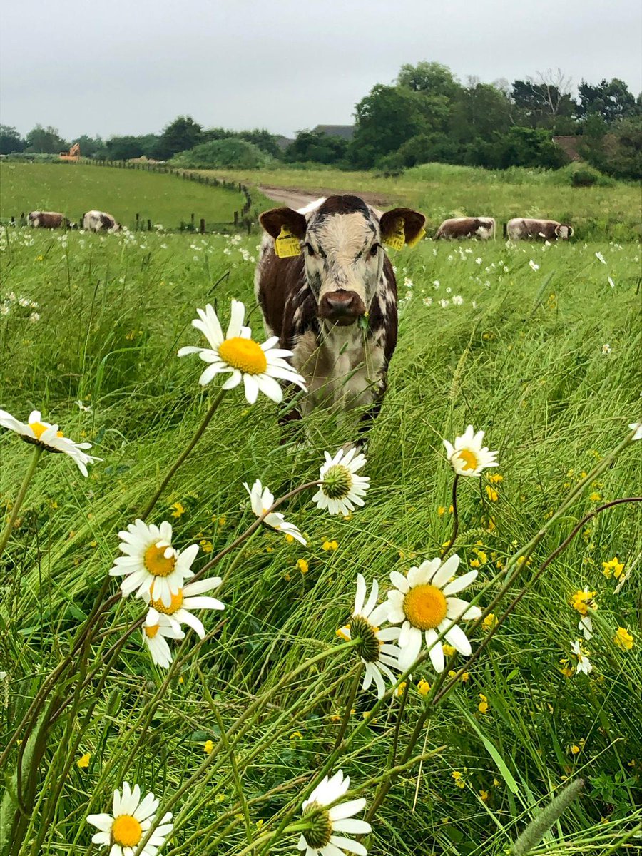 The next three sections of our photo competition have been posted to our Facebook page - 'posed cow', 'posed bull and 'posed calf'. The photos are all just amazing! 
Head over to our Facebook page to vote.
facebook.com/profile.php?id…