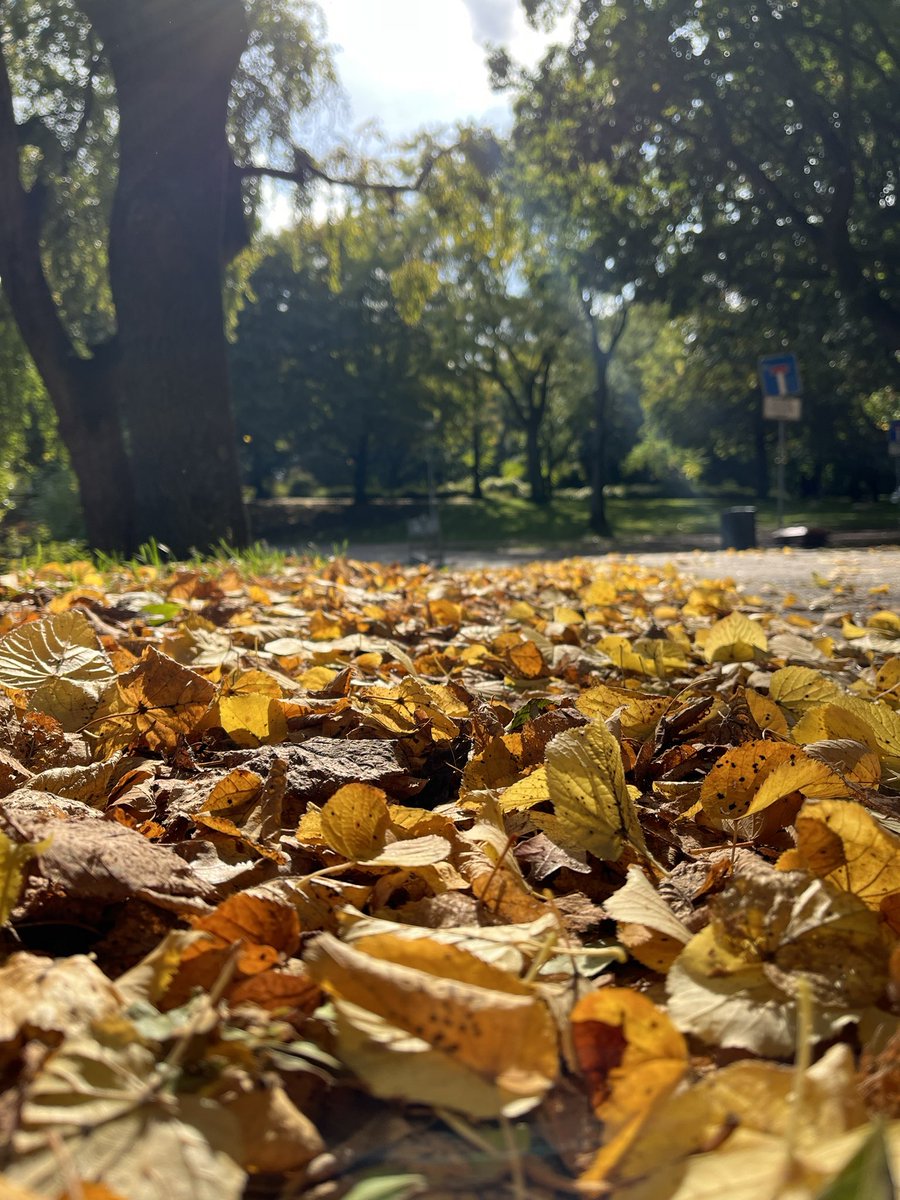 ericklourence's tweet photo. Autumn is here 😍 https://t.co/F4Z1T3Zq4g