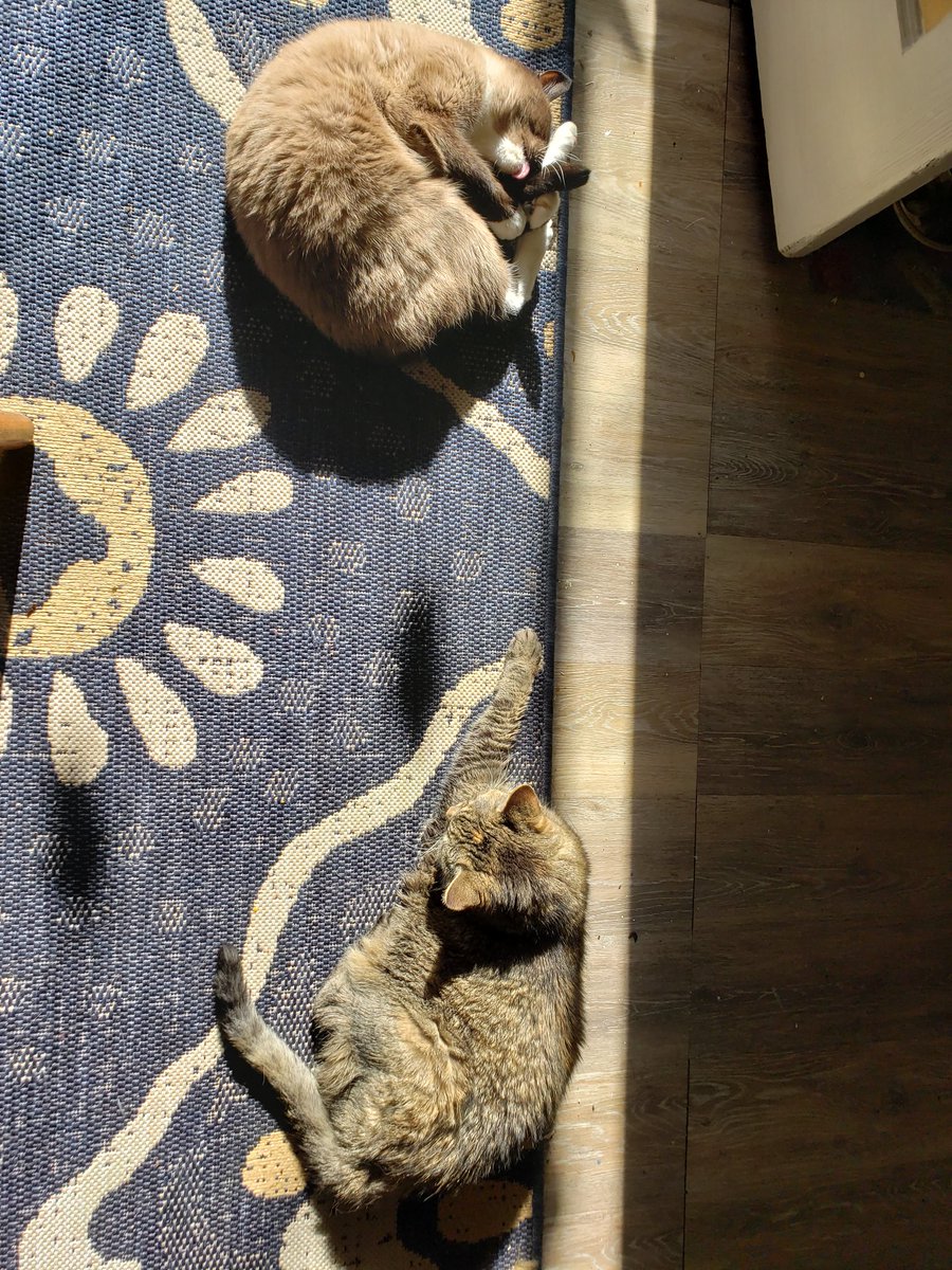 CassieJFox's tweet photo. #TabbyTuesday The Southern Belle Felines "Troms and Gizzabella" soaking up #SunPuddles after the wild #PurracanePawty #Sunbathe #CatsOfTwitter #TabbyCats #SuperSeniorCatsClub #Fall #SouthernBelleFelines #PurrentLife #NipLife #ToeBeanTuesday #Tabbylicious #TabbyTroop https://t.co/RLDR3aVbPw