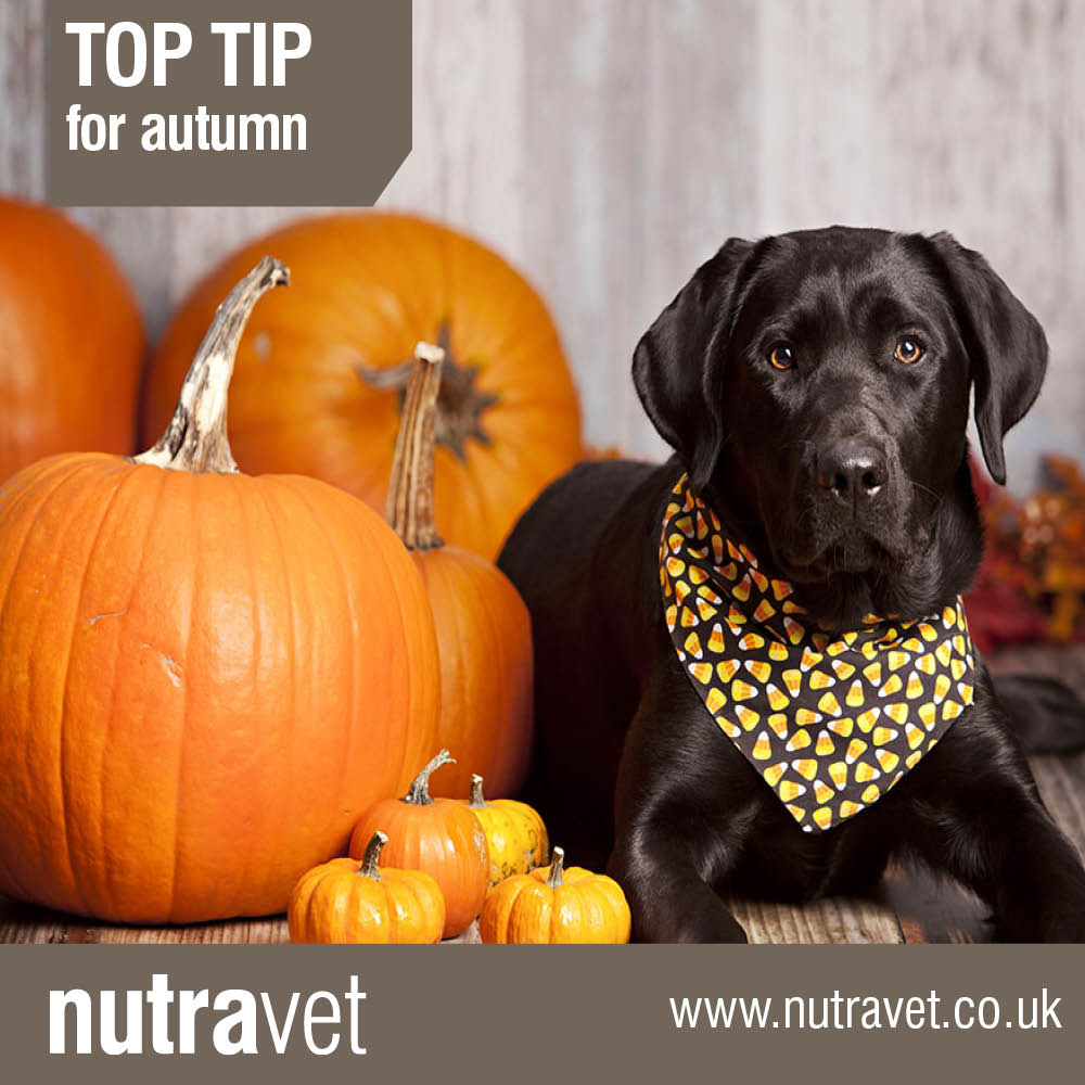 nutravet's tweet photo. Autumn can be a stressful time for some pets & their owners π
With colder days and darker nights, we share some top tips for pet owners during the autumn months.
Read our top tips here https://t.co/JYjXPuVNtG
#AutumnTips #Nutravet https://t.co/PWqE9dljWp