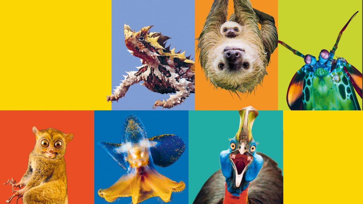 Wow! What's that? 🤯 a Cassowary, a Tarsier, Dumbo octopus or maybe a Sloth. 🦥🦎🐙 Find the answers to all your curious questions in Britannica First Big Book of Why from @BritannicaBooks ow.ly/FU9l50KZXt4 #WorldAnimalDay