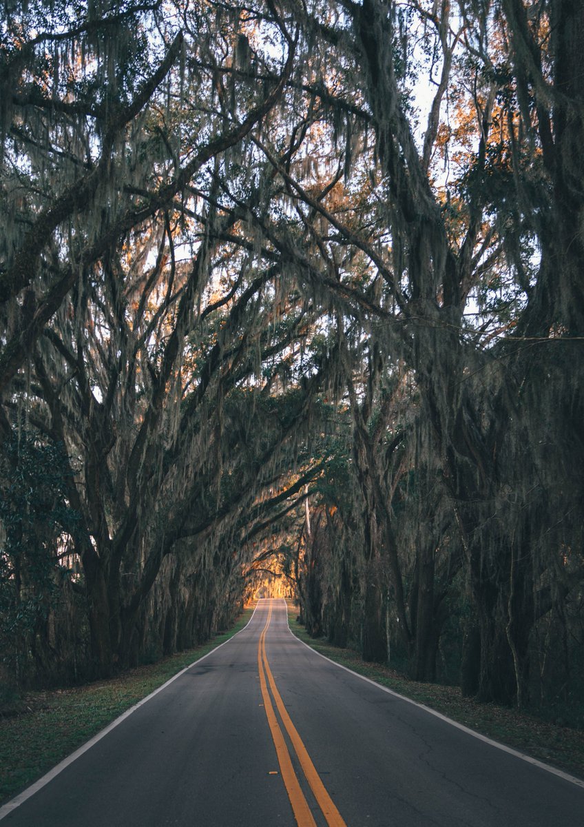 erichm's tweet photo. Miller Landing Road. Tallahassee, Florida. One of my favorite canopy roads in this part of the state to photograph. https://t.co/QbBSUK7OYn