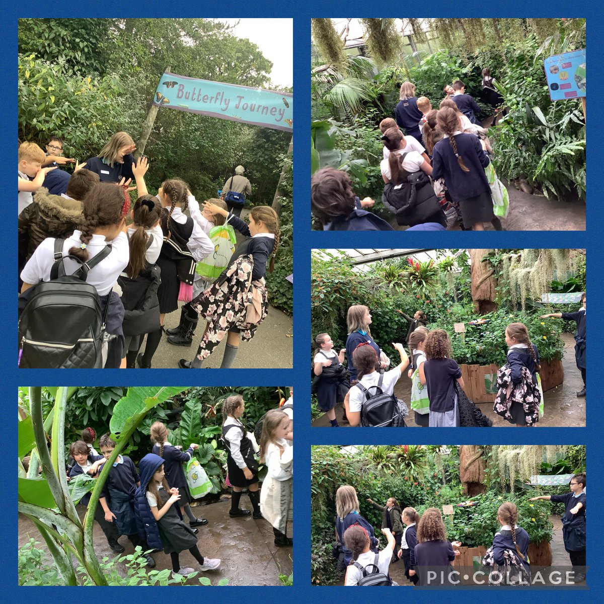 murdishawwest's tweet photo. Year 5 have had a great time @chesterzoo with @LearnatCZ today. We have visited at a range of native and non-native species and the penguins even wanted to be in our class photo! 🐧🦋🐝🦧🐘#WildlifeConnections #MWCPScience #MWCPArt https://t.co/mE9oaBeiYF