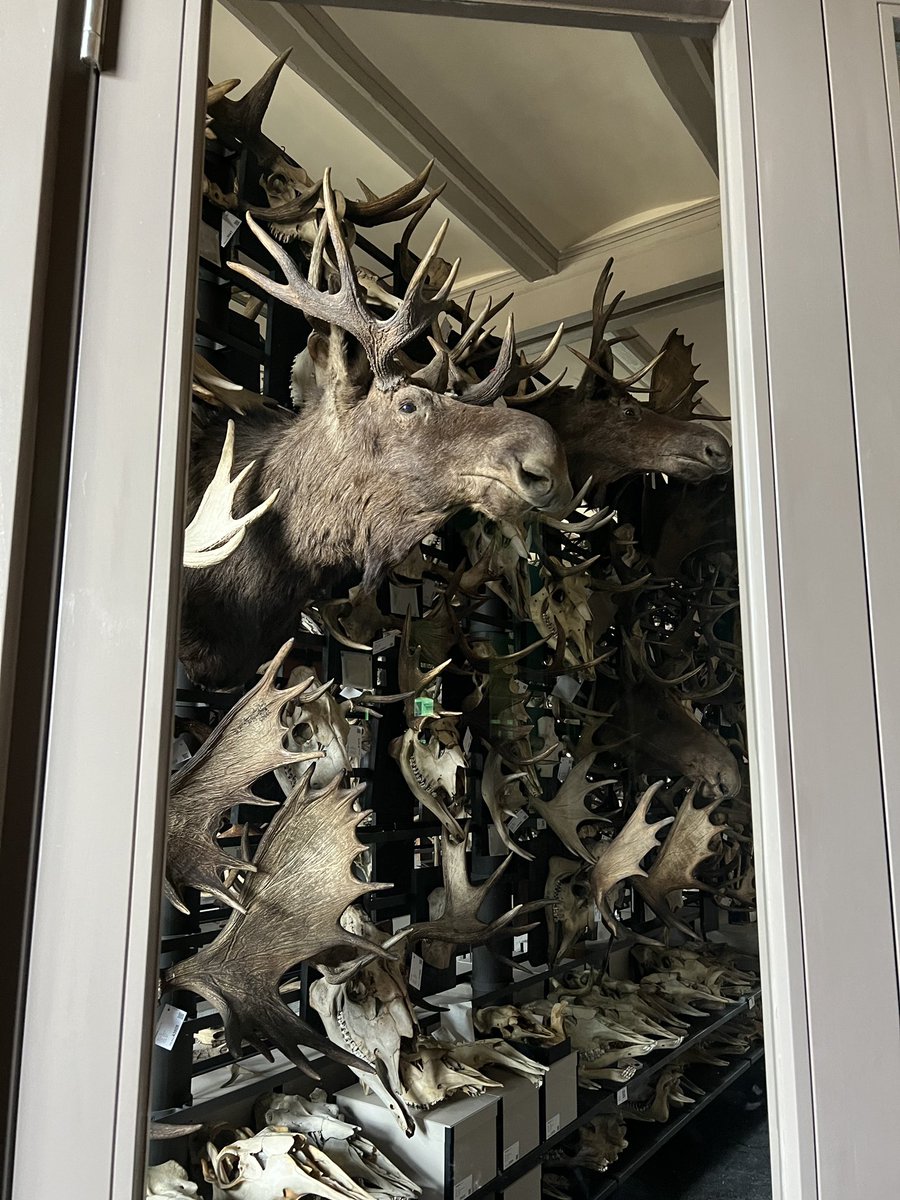 Zum Abschluss Treffen der Forschungsallianz Kulturerbe #FALKE gab es noch eine sachkundige Führung durch das Museum für Naturkunde @mfnberlin. Hier Impressionen aus der Geweihe-Sammlung.