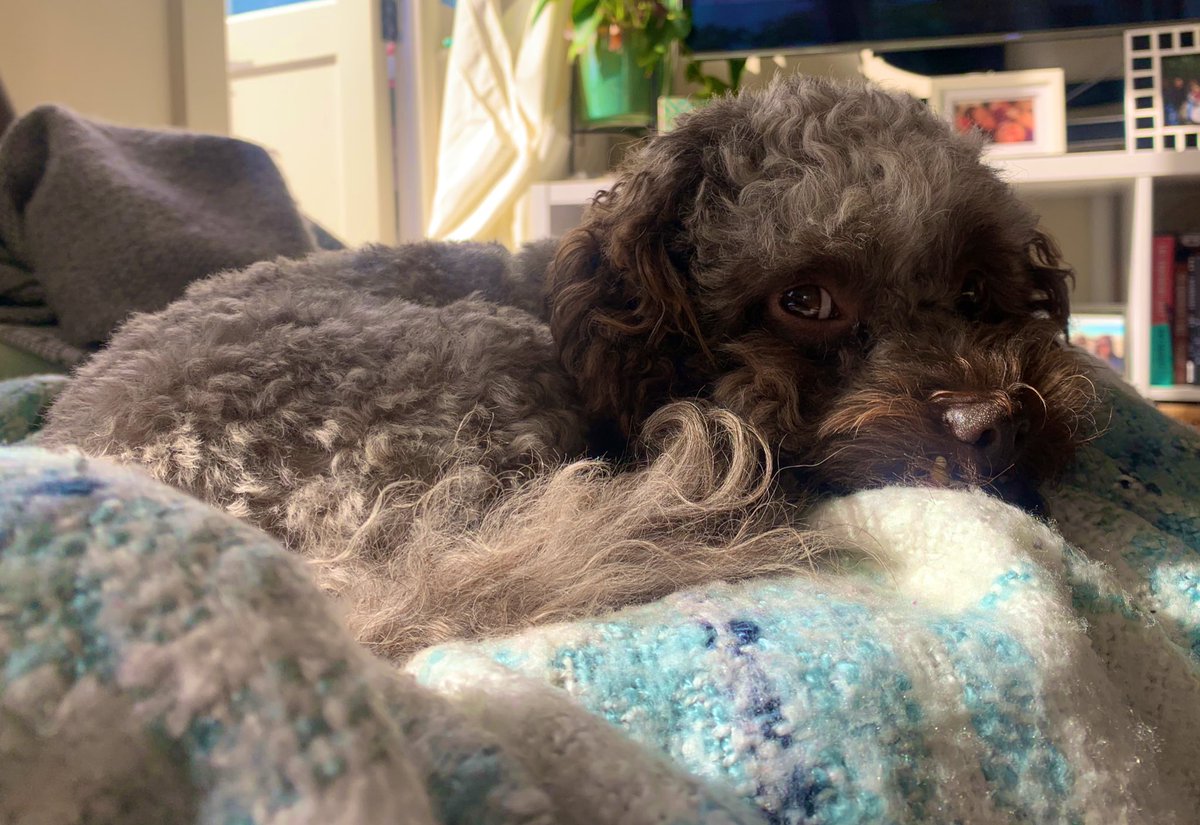 Sasha Fuller tweet media