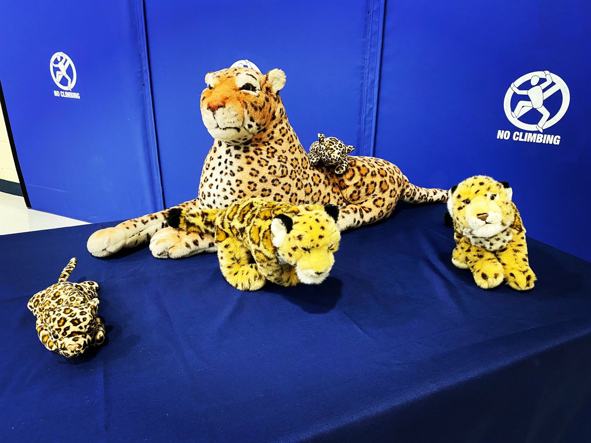 robertdkoch's tweet photo. Cute jaguars at the @collinswoodla dedication ceremony. Plenty of PTA volunteers here, along with @CharMeckSchools board members Margaret Marshall and Jennifer De La Jara. #spanishimmersion #duallanguage 🐆 https://t.co/c3yCisTFCx