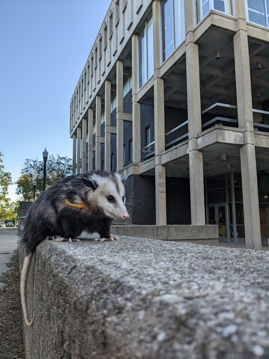 Pj_possum's tweet photo. PJ will be walking by the library in 10 minutes!! https://t.co/EWWI7xO0NS