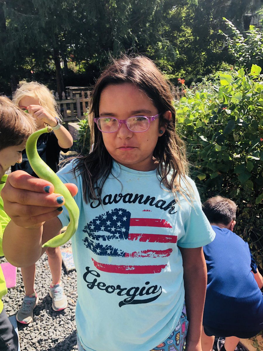 3rd graders harvested 16 lbs of Seychelles pole beans for donation. Not only delicious, these beans make outstanding mustaches. #TuckahoeRocks #grow2give #outdoorlearning <a href="/MsArzoo3/">Ani Arzoomanian</a> <a href="/TuckahoeSchool/">Tuckahoe Elementary School</a> <a href="/ALevy412/">Mrs. Levy</a>