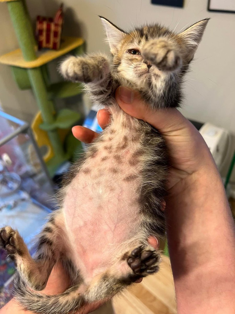 Pandamoanimum's tweet photo. Saw this on Facebook earlier. Thought some of you might like to see it too.
I ❤️Cheesecake. https://t.co/nT1y0ysDbU