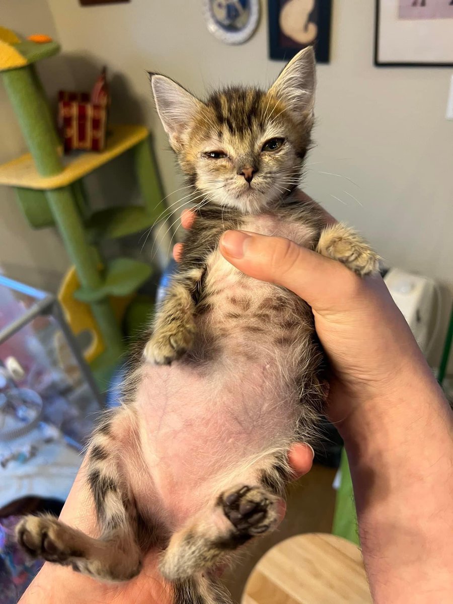 Pandamoanimum's tweet photo. Saw this on Facebook earlier. Thought some of you might like to see it too.
I ❤️Cheesecake. https://t.co/nT1y0ysDbU