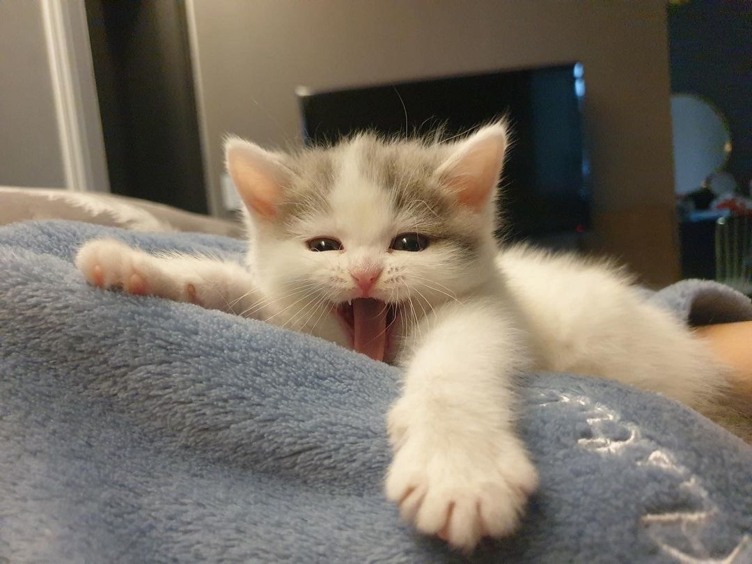 RAWWWWRRRRR