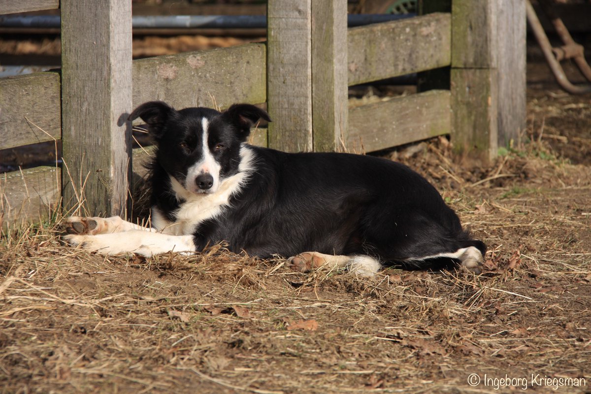 Project 2022 - nummer 277: Dierendag - rustende schapenhond
#fotoproject #dierendag #hond #schapenhond #bordercollie #werkhond #hondvandeherder #dierenfotografie